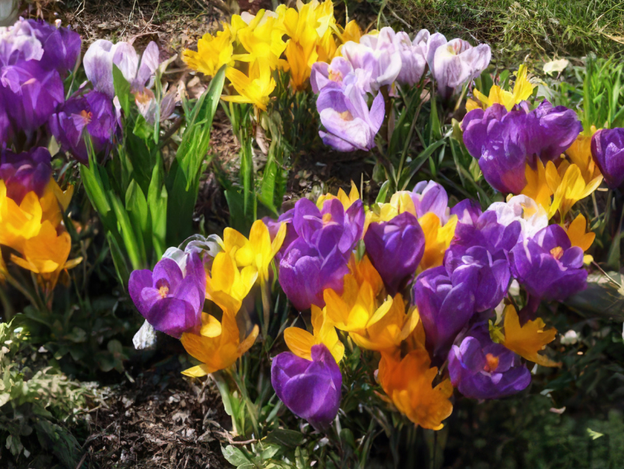 Frühlingserwachen März – Frühjahrs - Spezial Arrangement